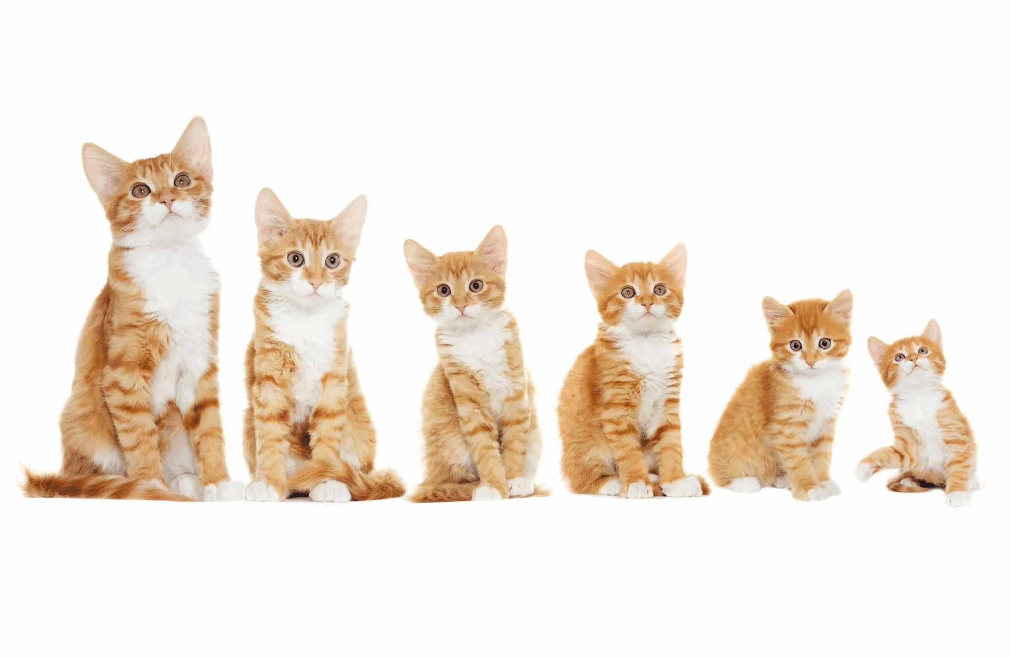 How Cats Grow The Surprising Stages of Feline Life.png