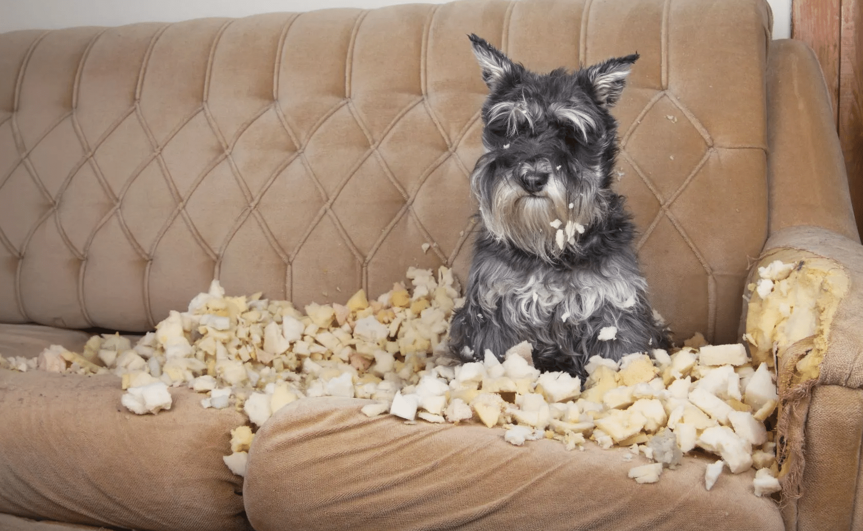 How do I know if my Puppy has Reached Puberty?