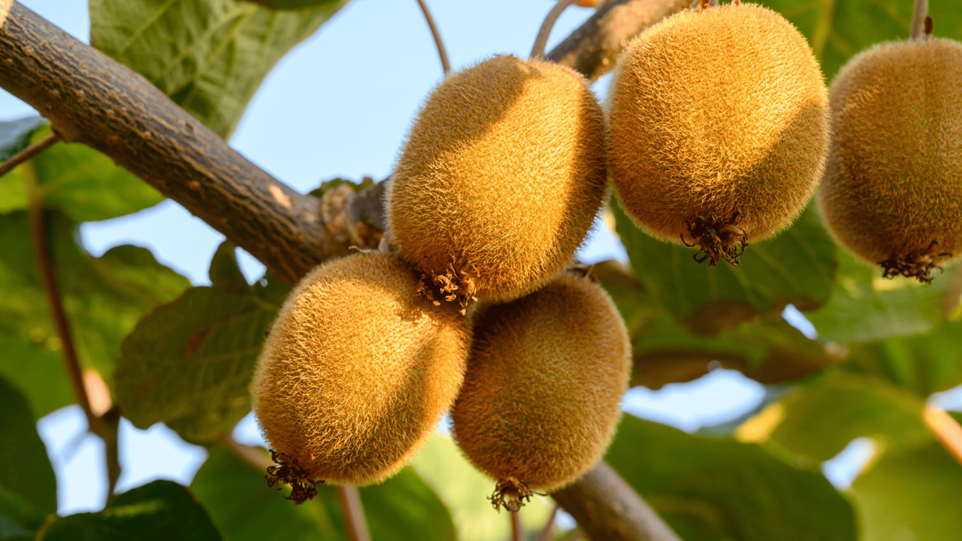 Kiwi