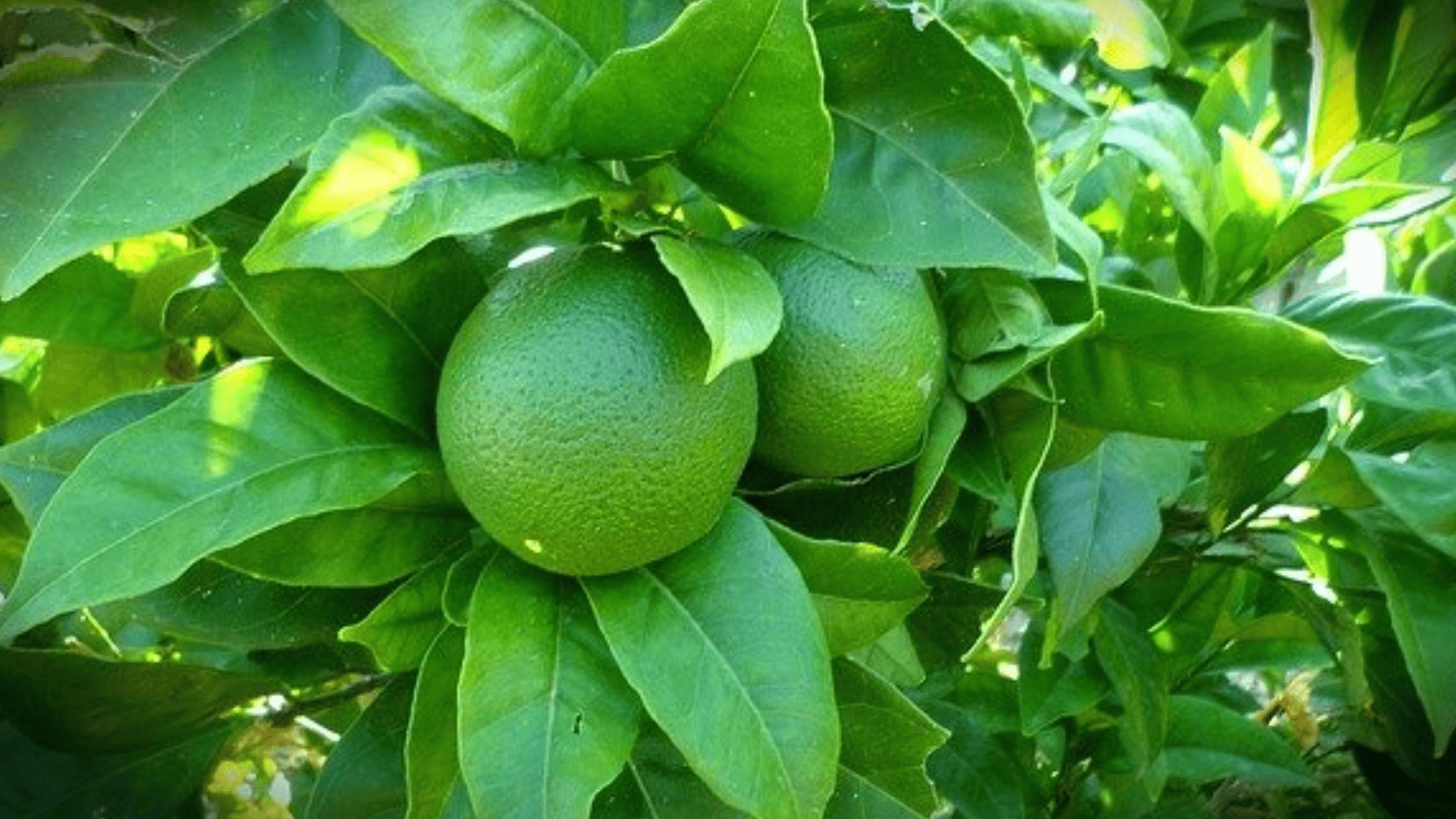 Lime