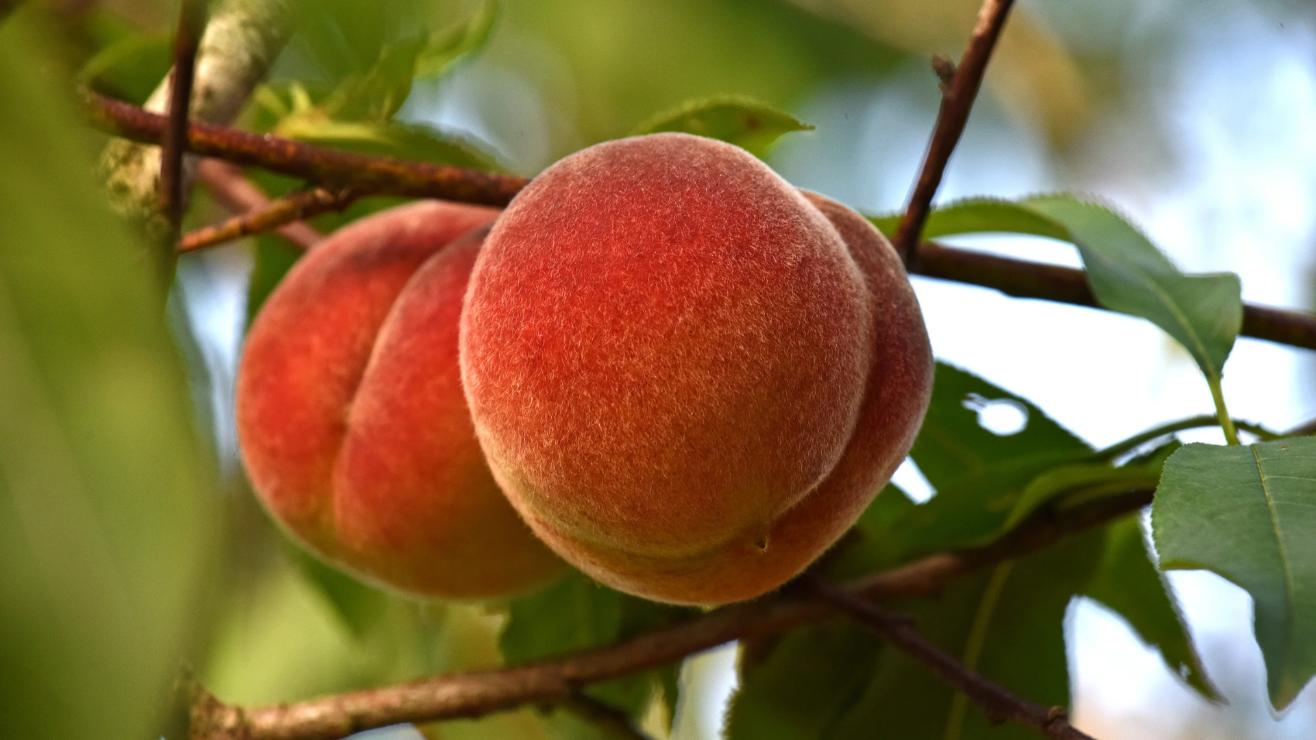 Peach