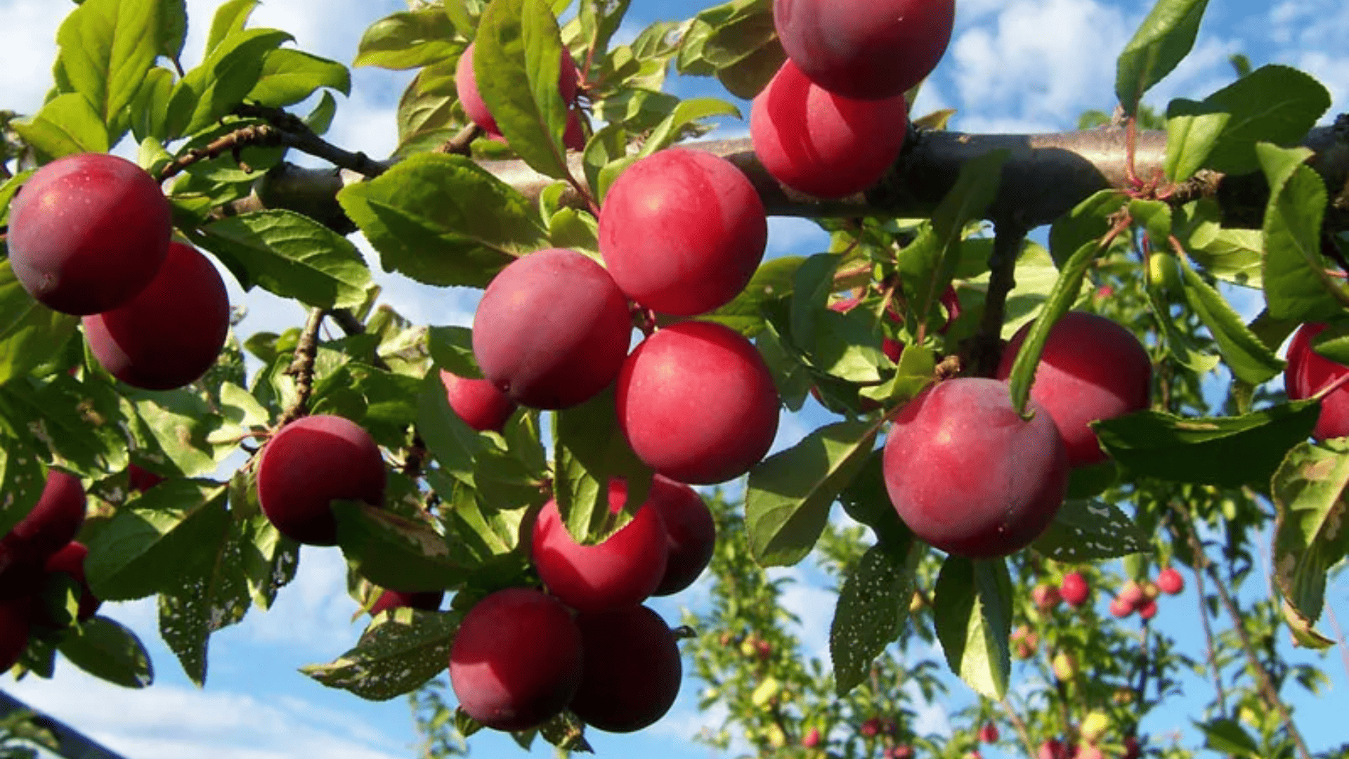 Plum