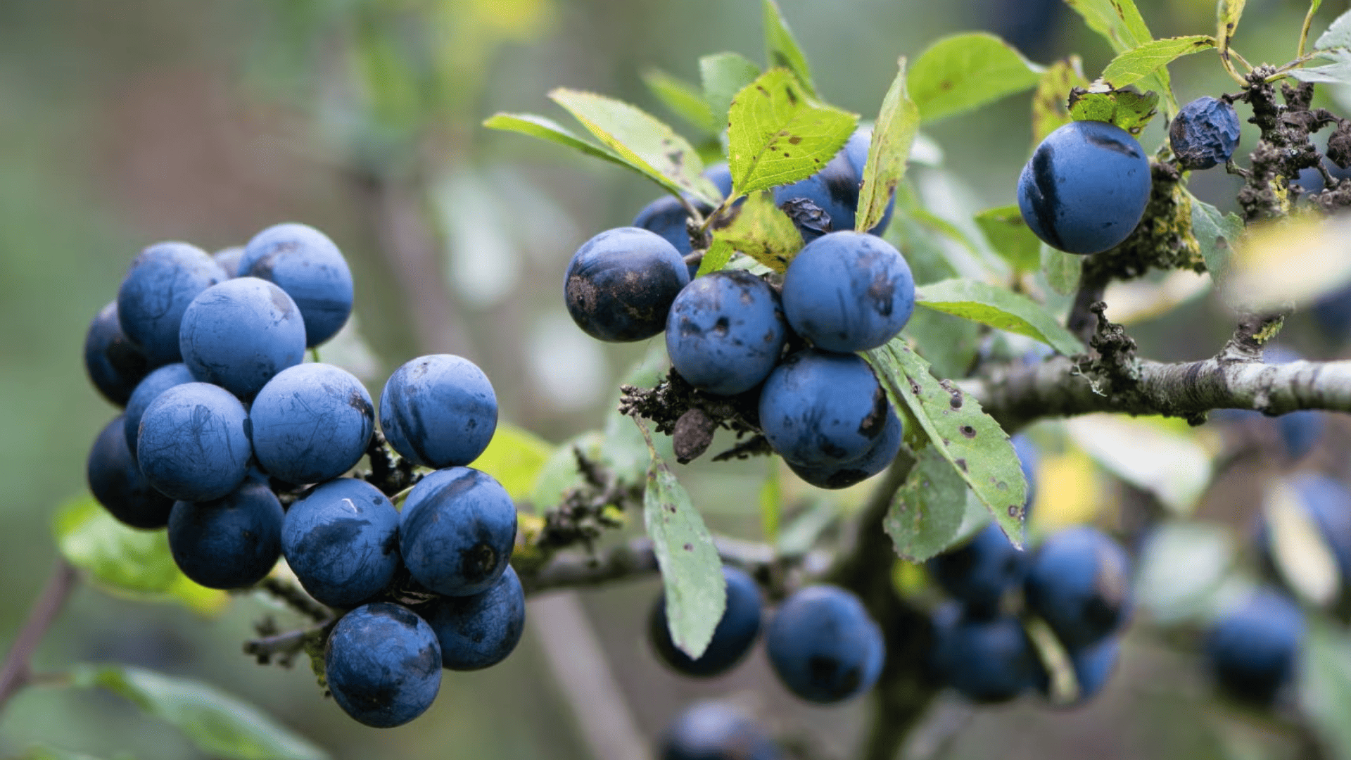 Sloe