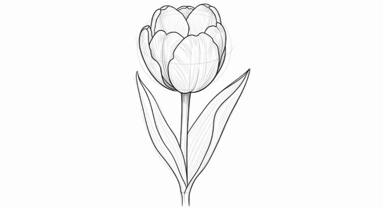 Steps for An Easy Tulip Drawing Anyone Can Master