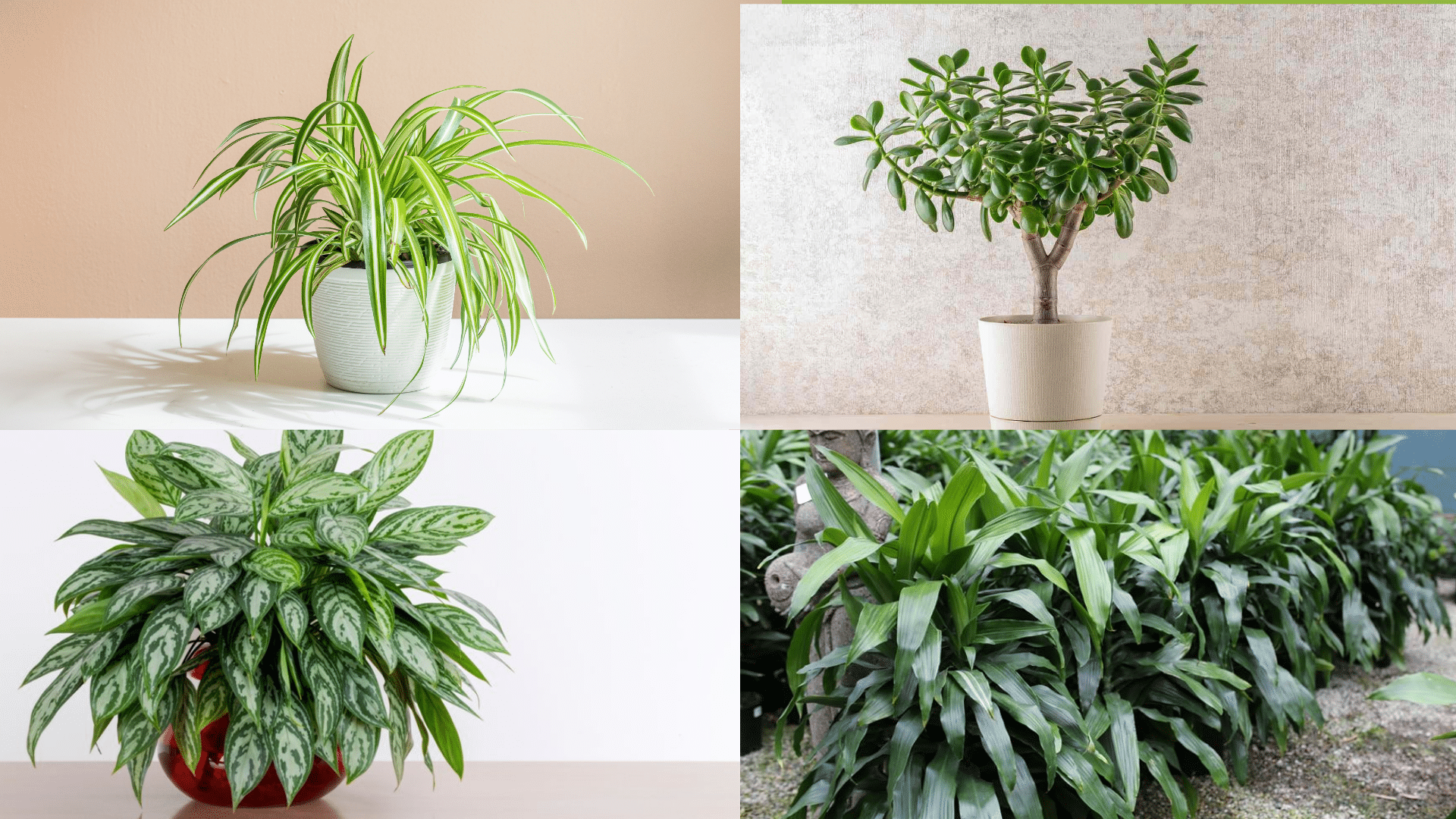 The Best Collection of Classroom Plants