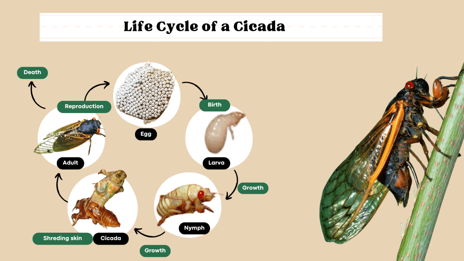 The Life Cycle of a Cicada