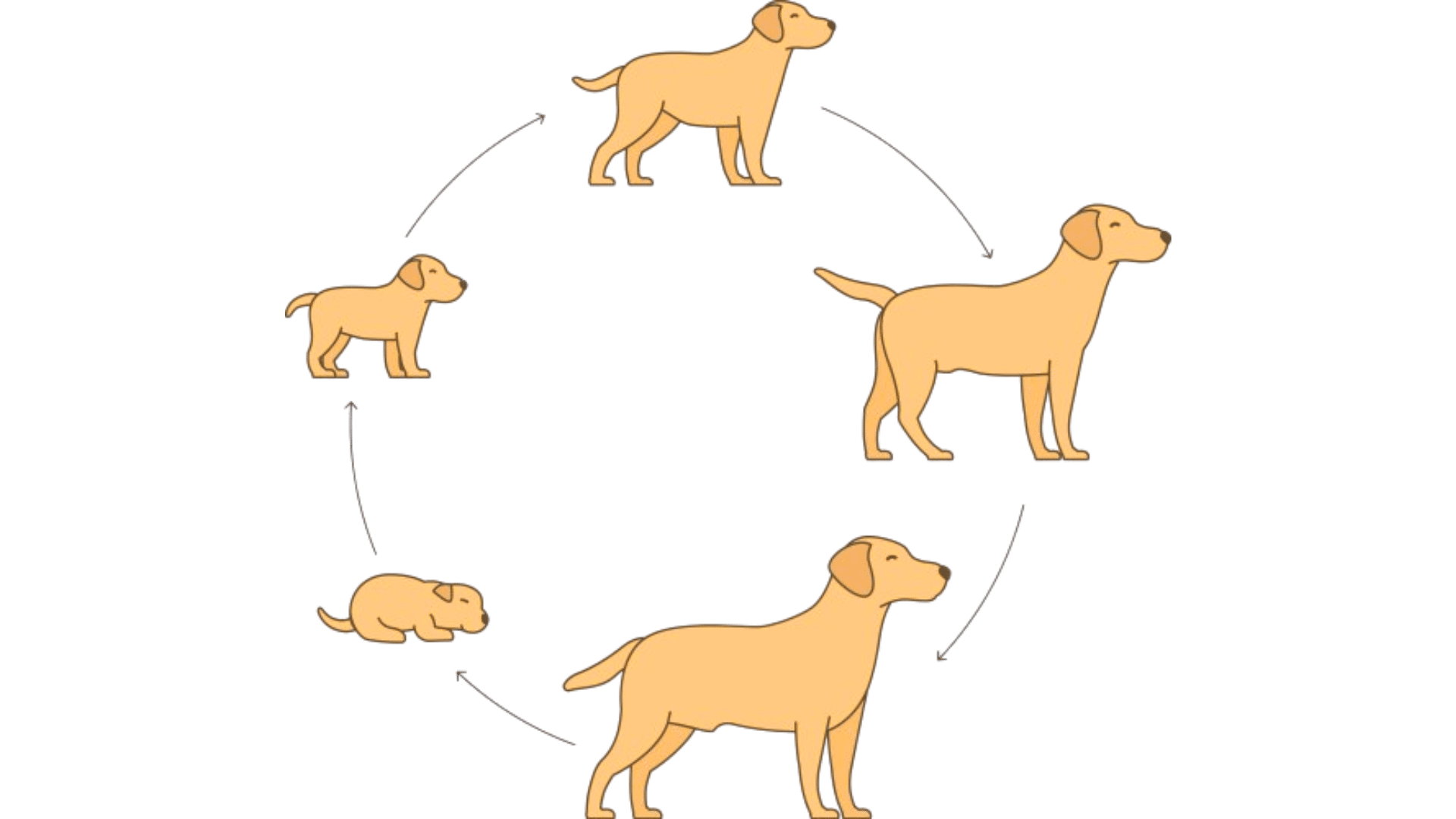 The Stages of a Dog's Life Cycle From Puppyhood to Senior Years