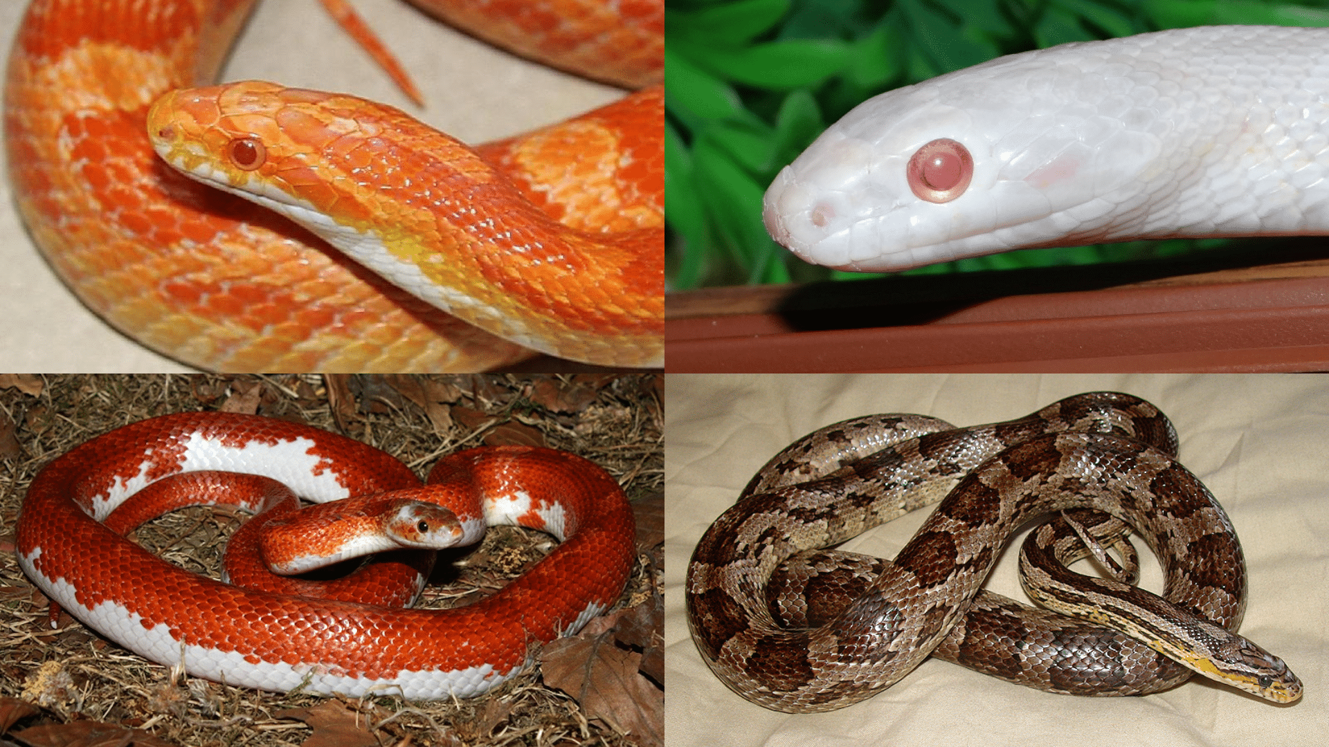 Types of Corn Snakes