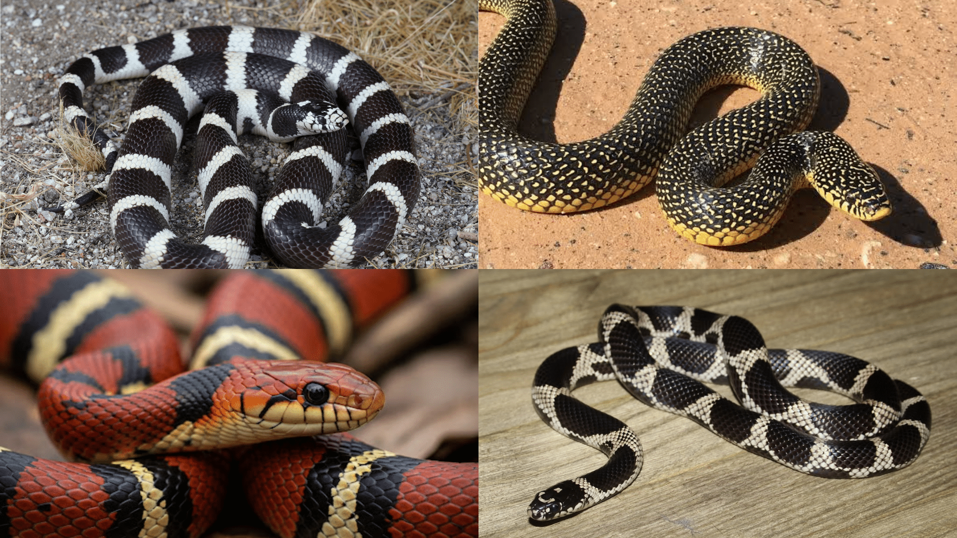 Types of King Snakes