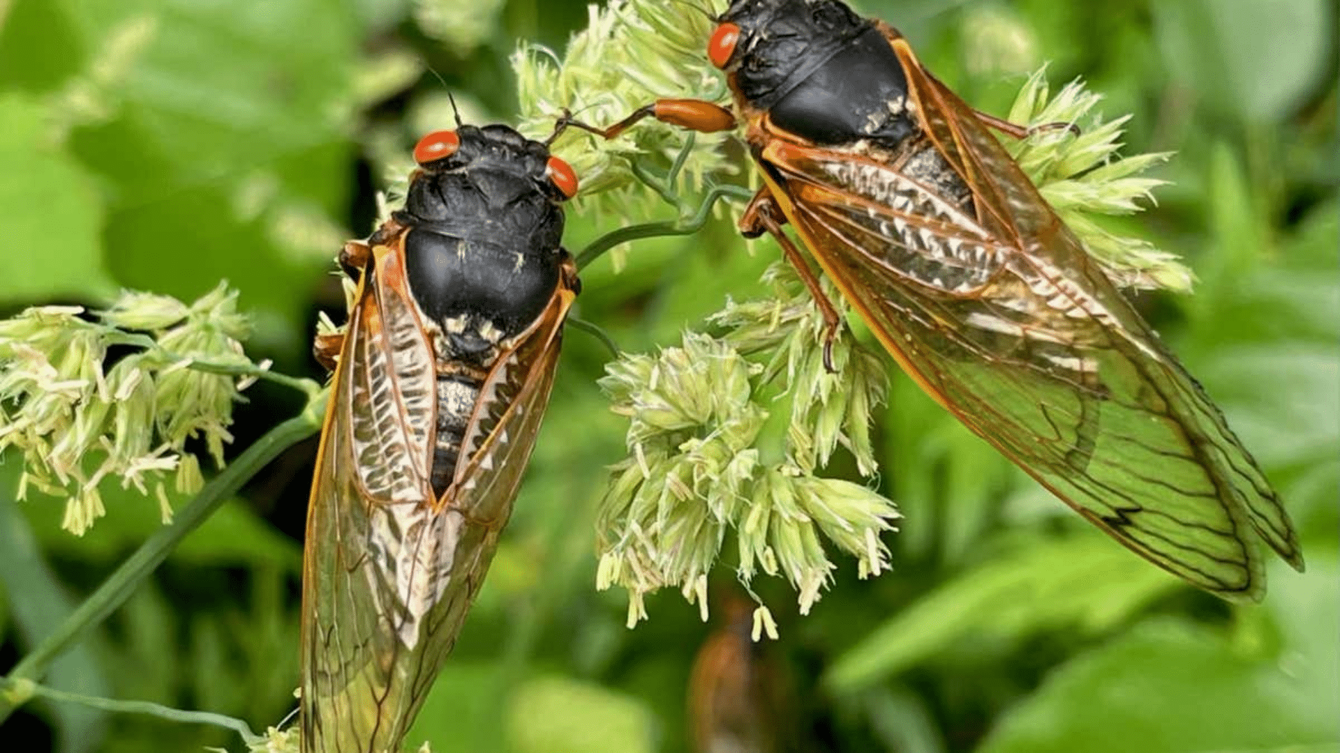 Why are Cicadas Important?