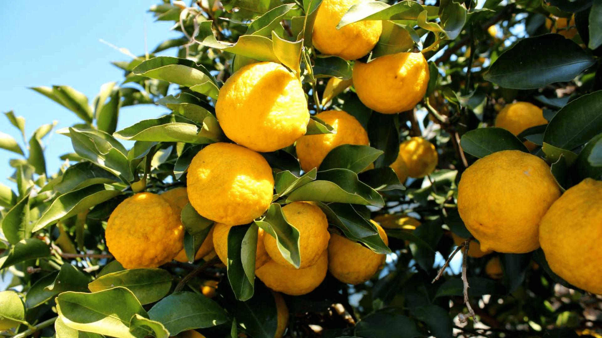Yuzu