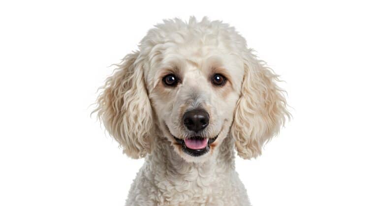 Headshot of a Charming Poodle Dog with a Gentle Expression Isolate on White Background