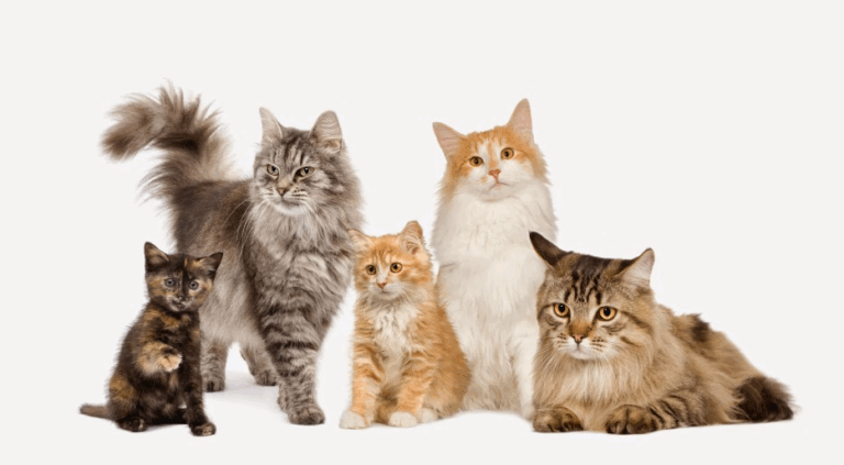 life cycle of a cat