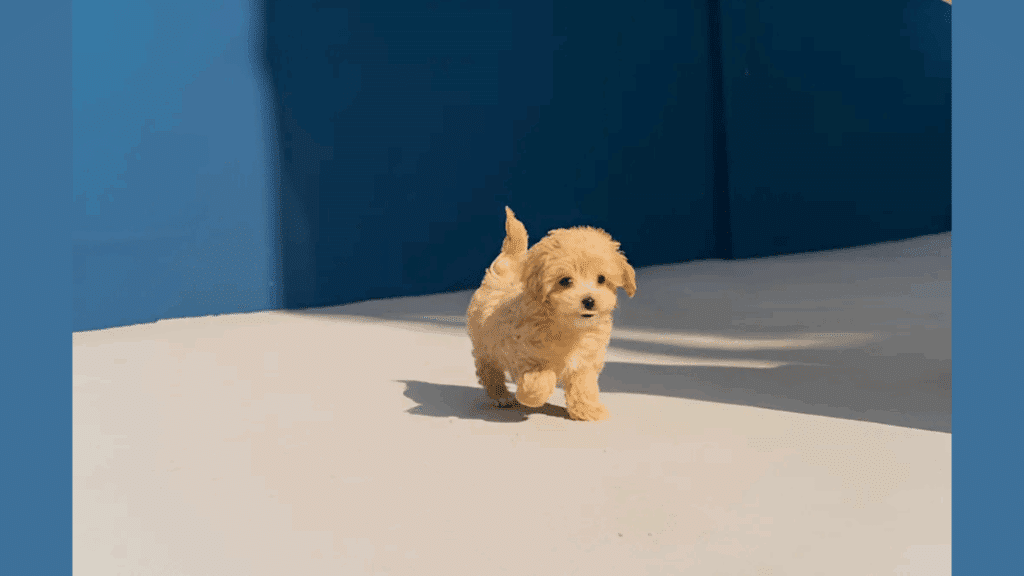 life cycle of a dog