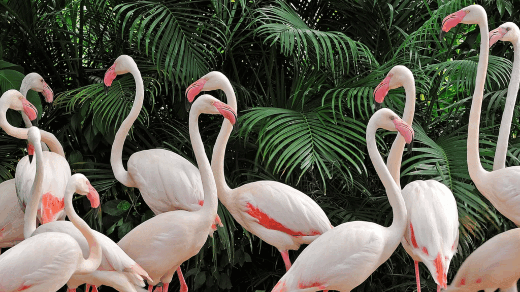 Flamingo Jokes That Are Sure to Make You Laugh