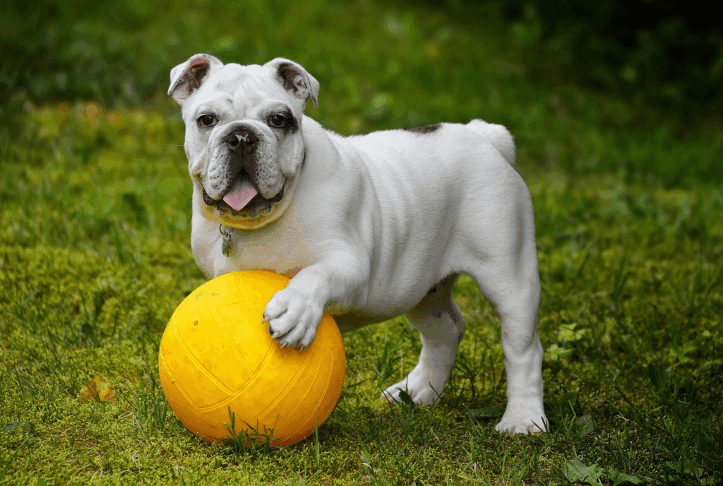 Key Facts About Obtaining Emotional Support Animal Documentation for Your Child