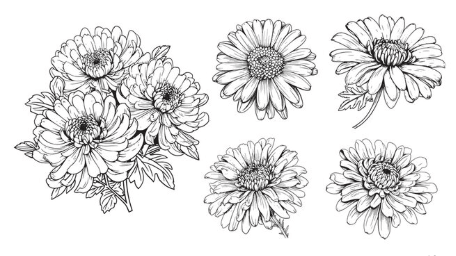 Aster