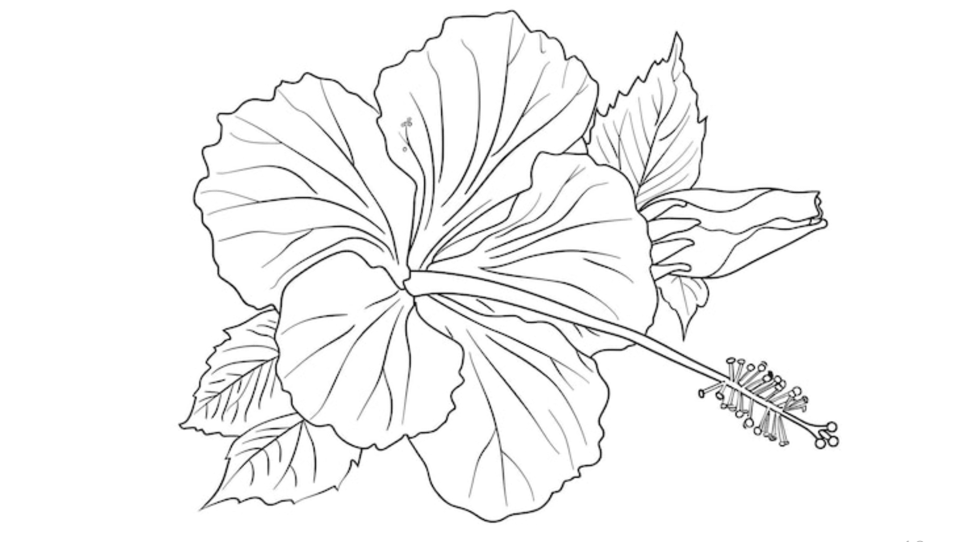 Blooming Hibiscus