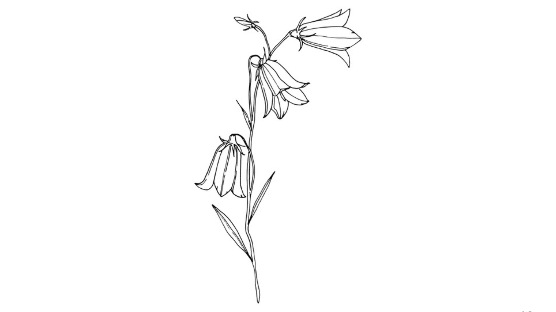 Bluebells
