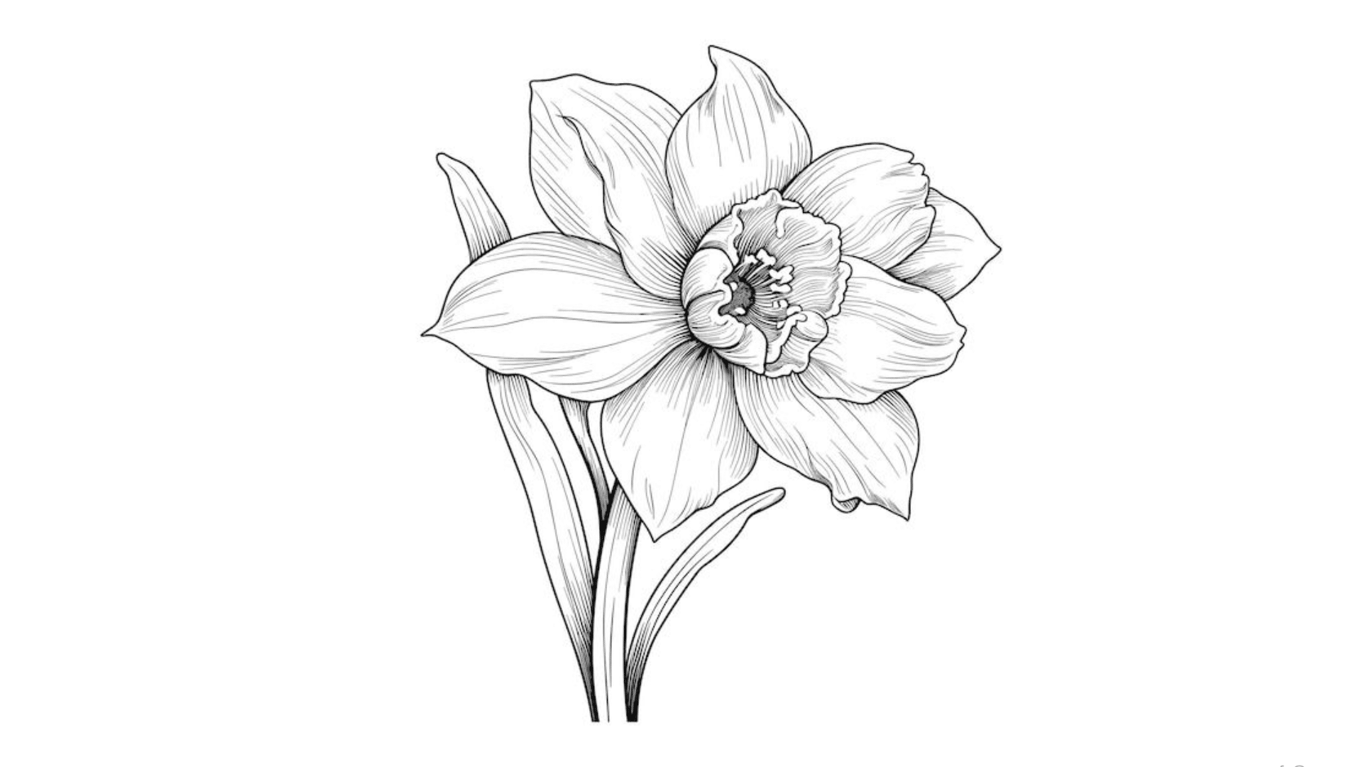 Daffodil