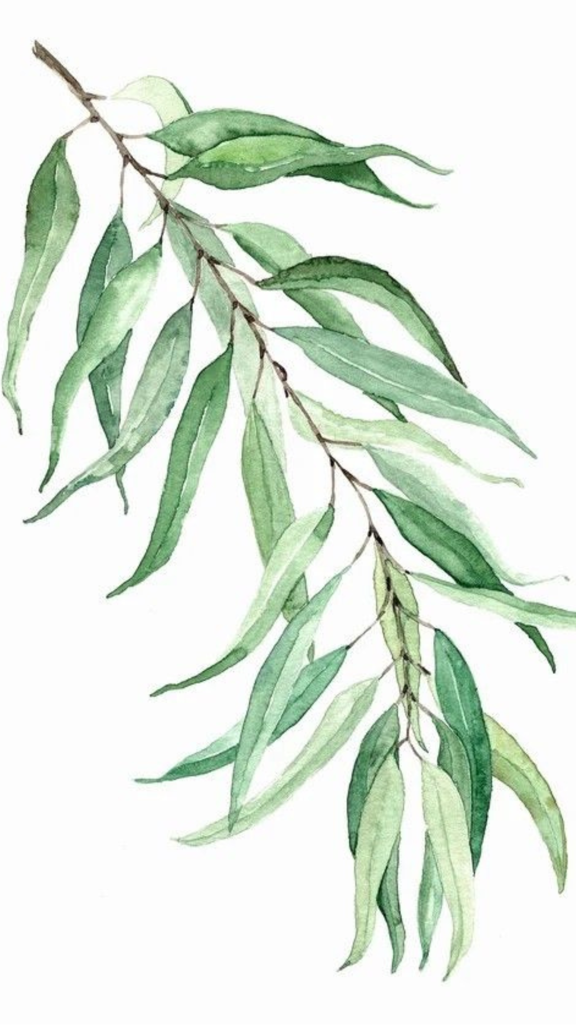 Eucalyptus_Branch_Lineandwash