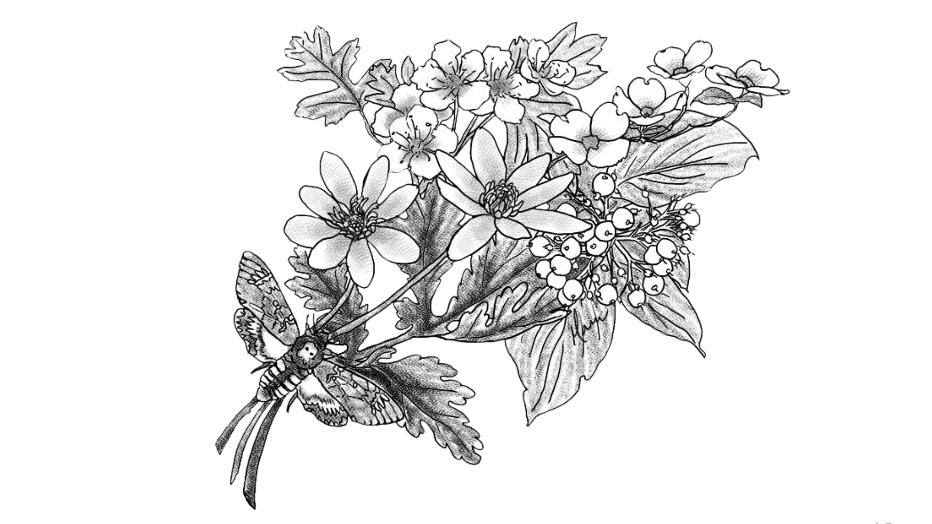 Hawthorn