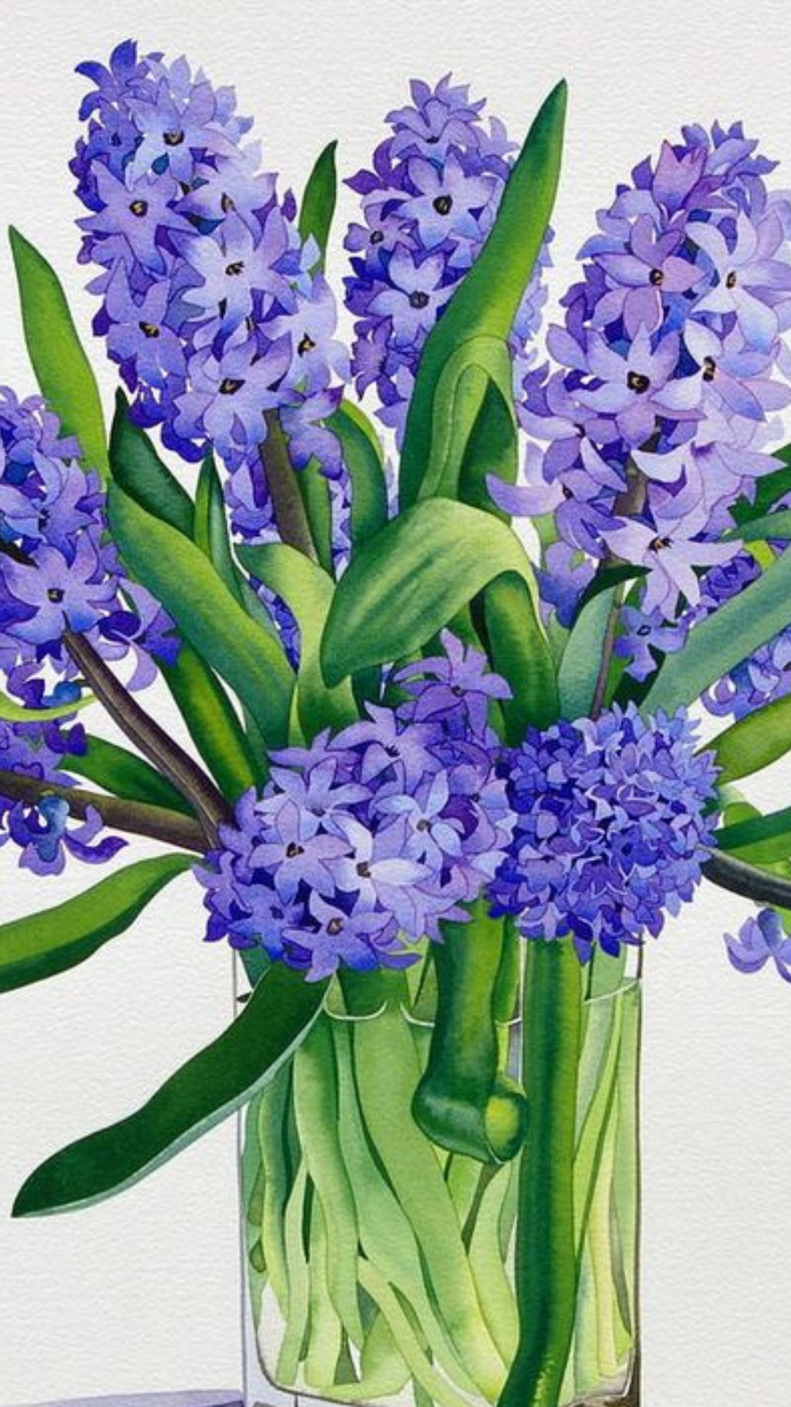 Hyacinths