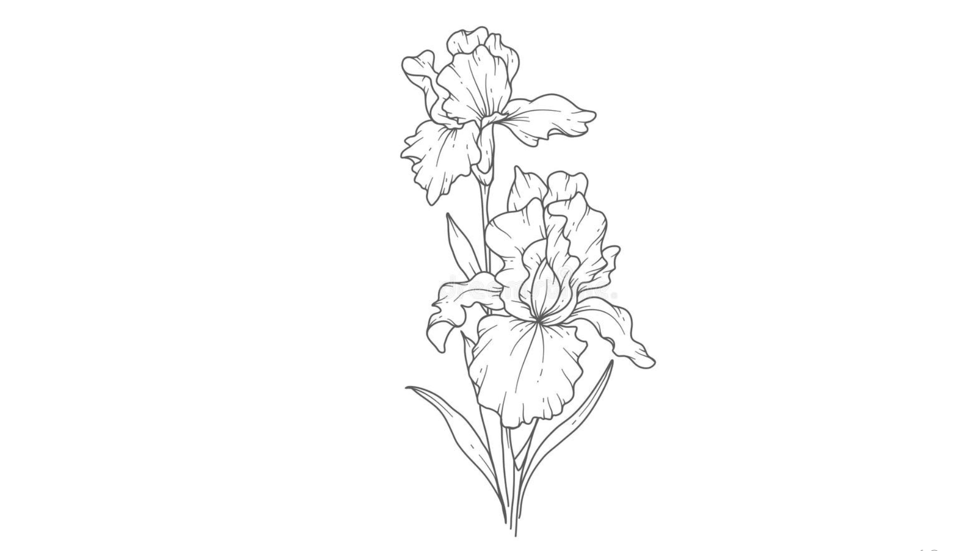 Iris