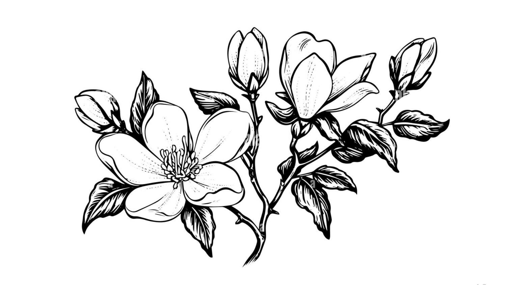 Magnolia