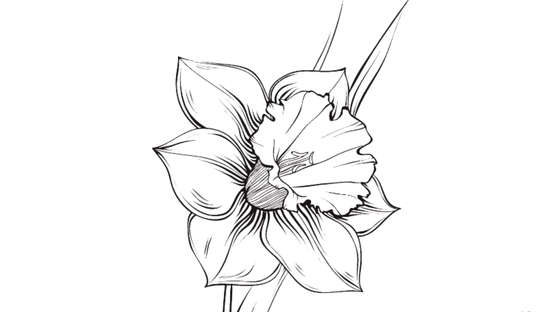 Narcissus