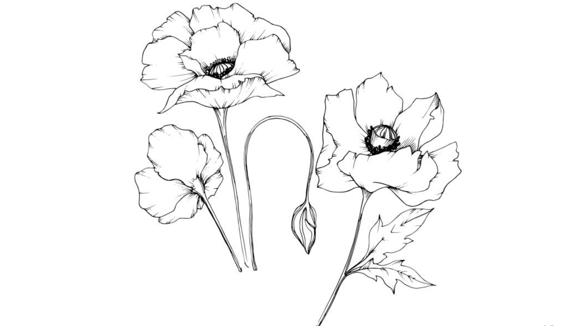 Open Poppy with Layered Petals