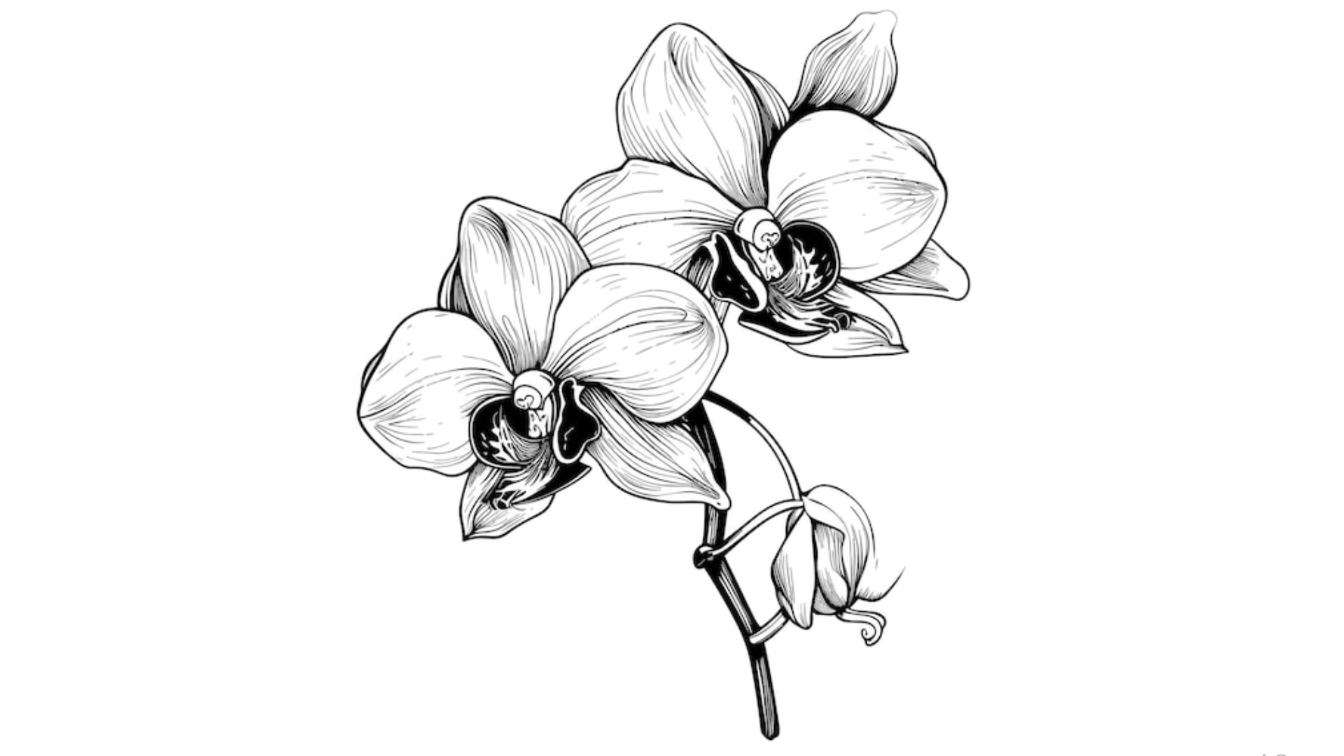 Orchids