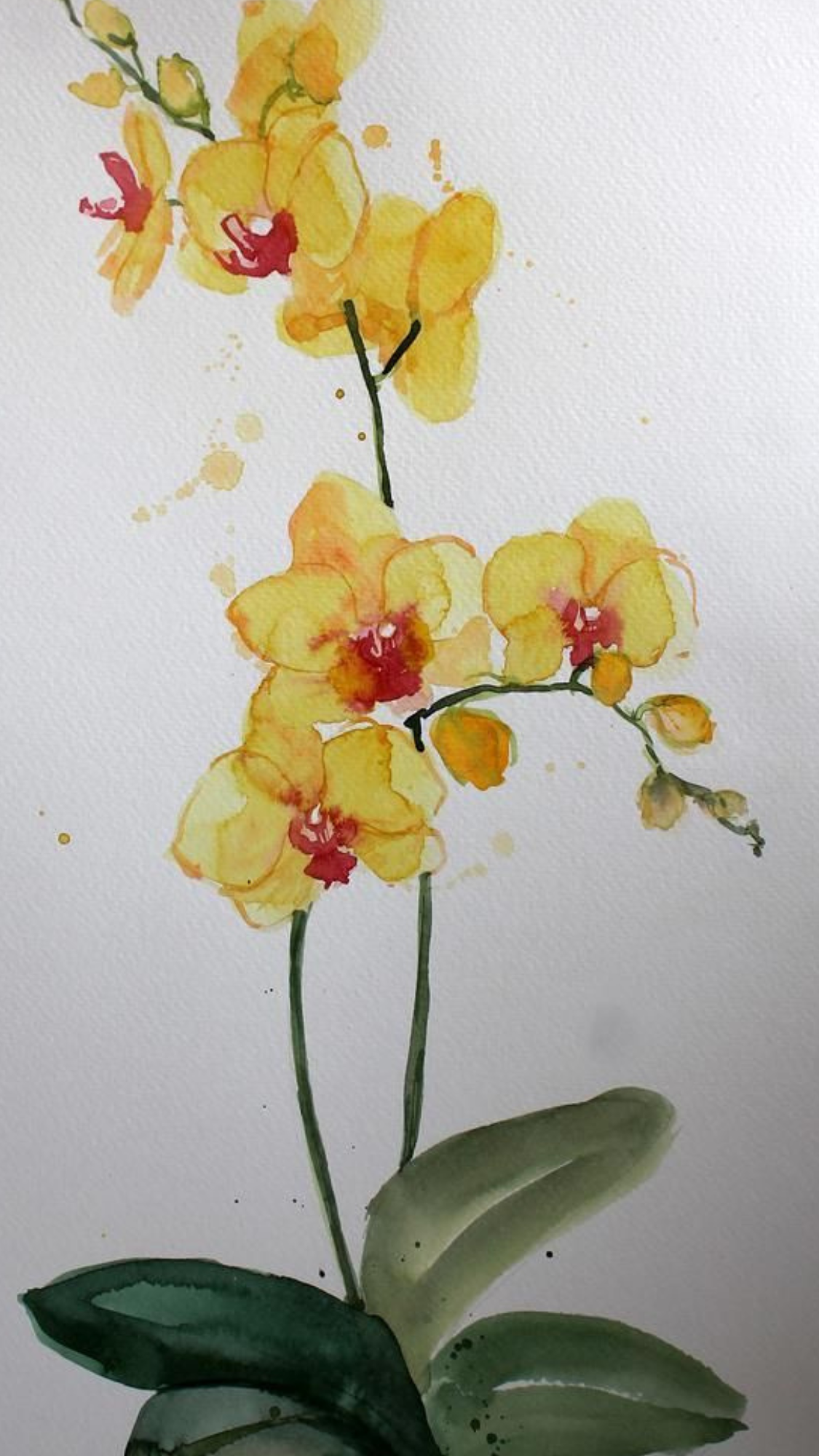 Orchids