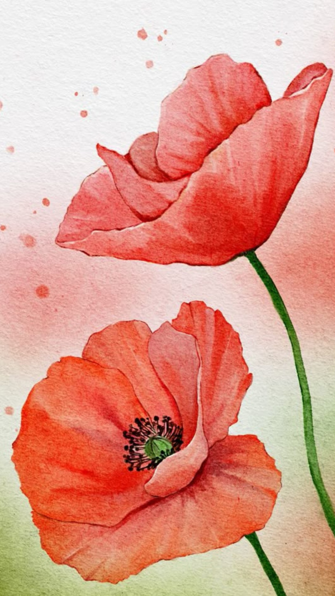 Poppies