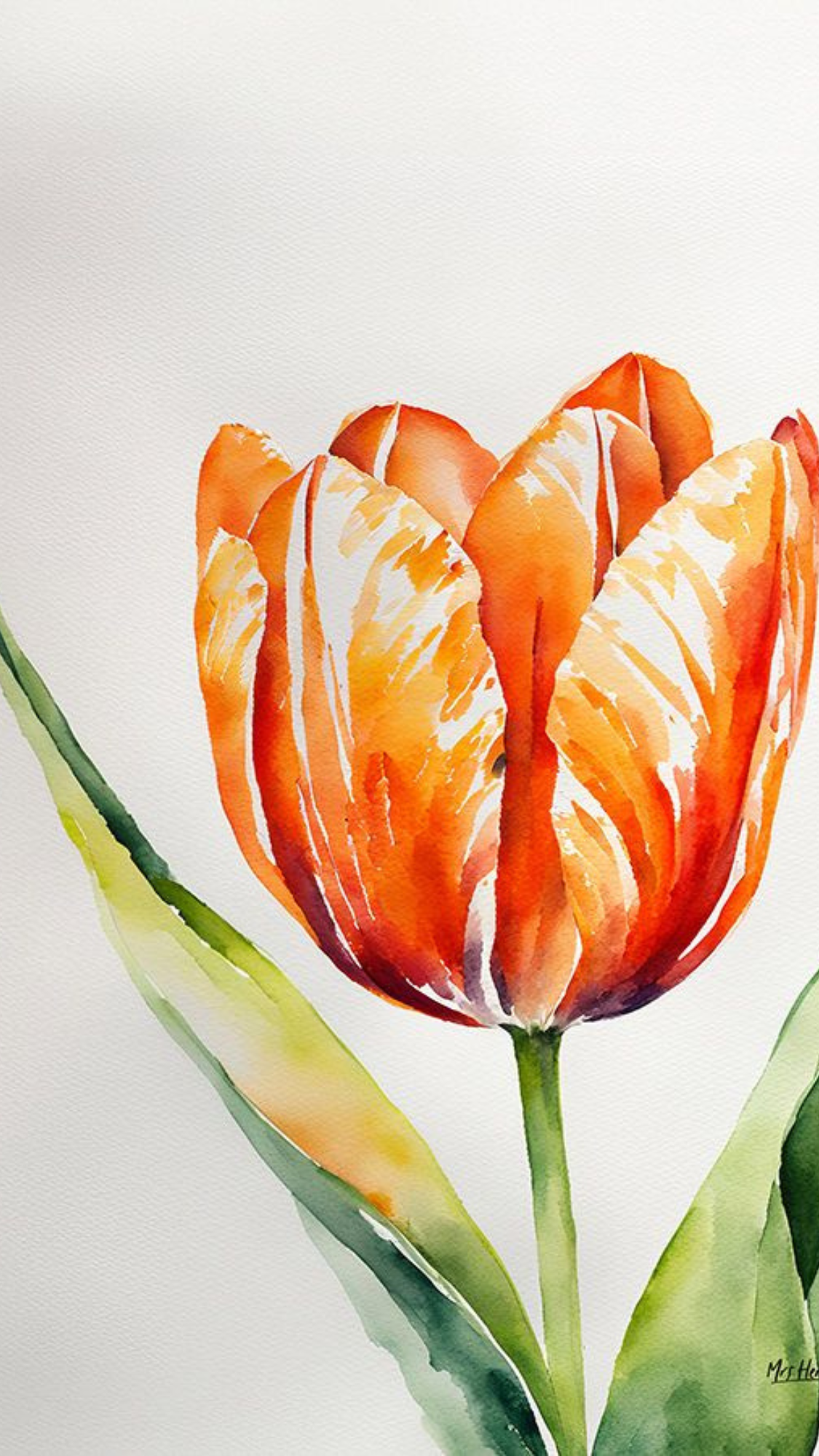 Tulips