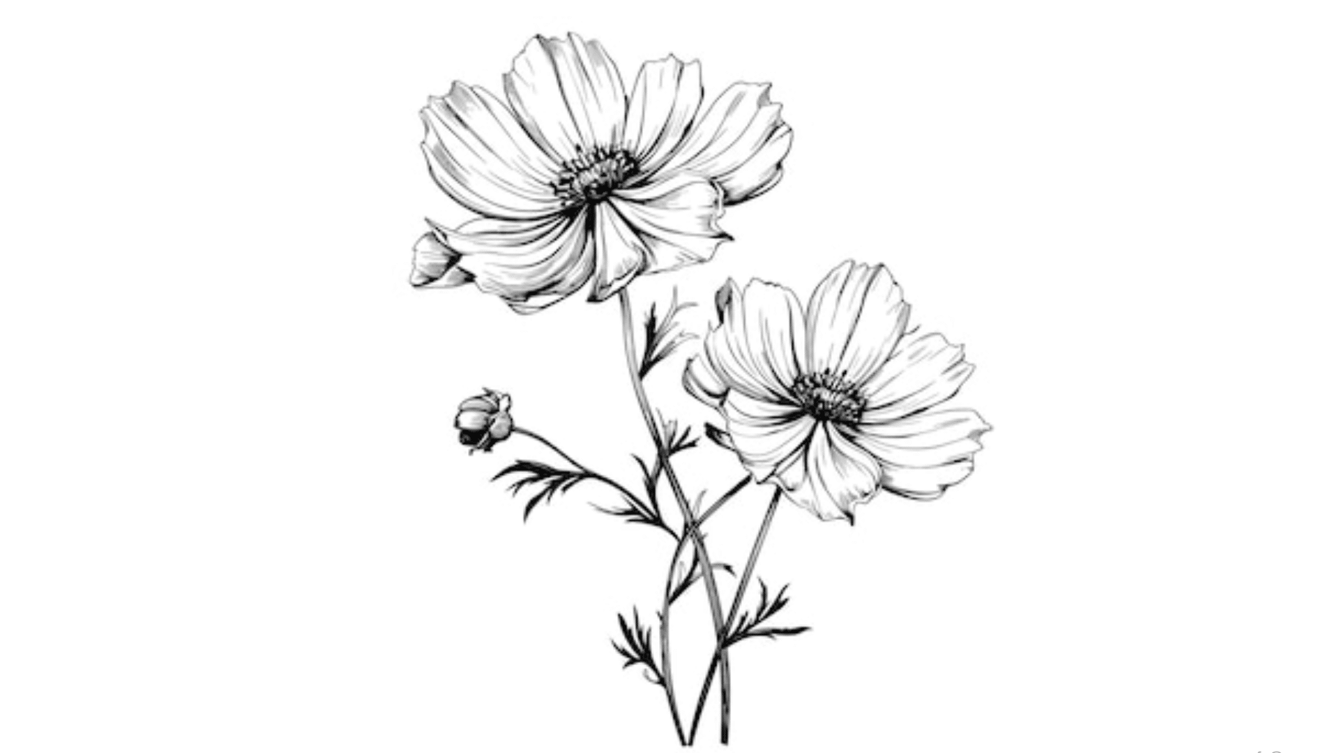 White Cosmos